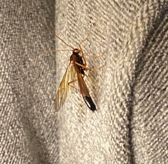 Opheltes glaucopterus