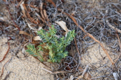 Euphorbia mesembryanthemifolia