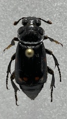 Nicrophorus pustulatus