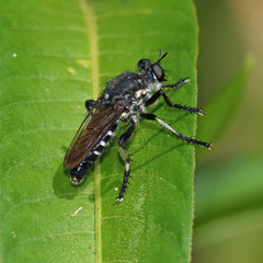 Thereutria pulchra