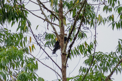 Spizaetus melanoleucus