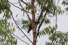 Spizaetus melanoleucus