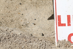 Stictia