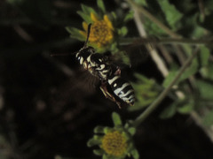Pterocheilus