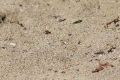 Stictia