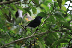 Diglossa albilatera