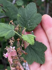 Ribes malvaceum