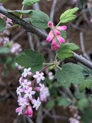 Ribes malvaceum