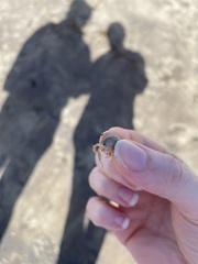 Megalorchestia corniculata