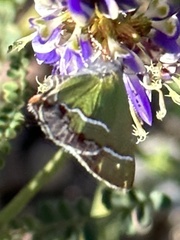 Chlorostrymon simaethis