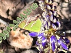 Chlorostrymon simaethis