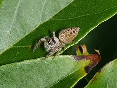 Opisthoncus nigrofemoratus