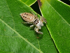 Opisthoncus nigrofemoratus