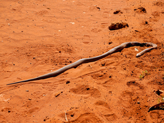 Pseudechis australis