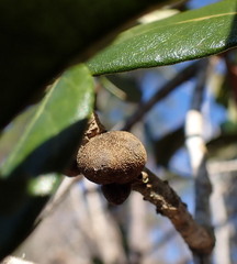 Disholcaspis quercusvirens