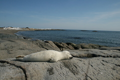 Pagophilus groenlandicus