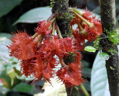 Glossoloma ichthyoderma