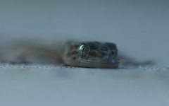 Gekko swinhonis