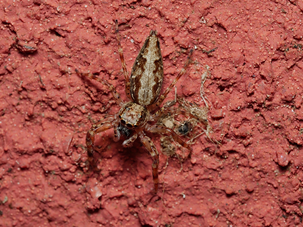 Aussie Bronze Jumping Spider from Melbourne VIC, Australia on January