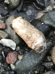 Eupentacta quinquesemita