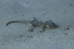 Gekko swinhonis