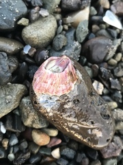 Megabalanus californicus