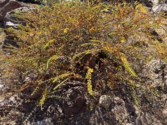 Euphorbia magdalenae