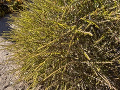 Euphorbia magdalenae