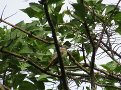 Myiodynastes luteiventris