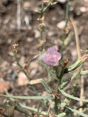 Stephanomeria runcinata