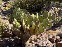 Opuntia comonduensis