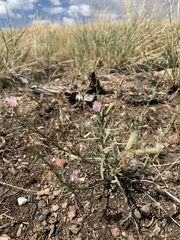 Stephanomeria runcinata