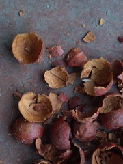 Arctostaphylos glauca