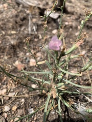 Stephanomeria runcinata
