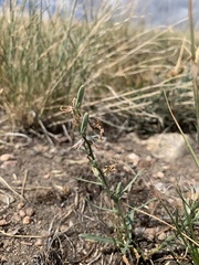 Stephanomeria runcinata