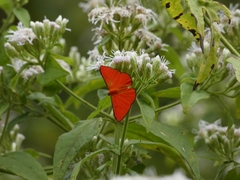 Mesene phareus