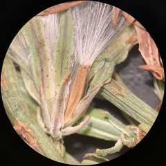 Stephanomeria runcinata