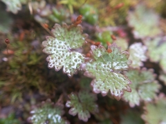 Hydrocotyle moschata