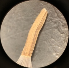 Stephanomeria runcinata