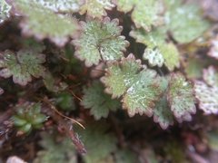 Hydrocotyle moschata