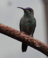 Heliodoxa leadbeateri