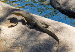 Varanus mertensi