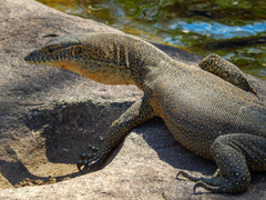 Varanus mertensi