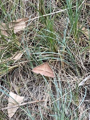 Epidesmia hypenaria