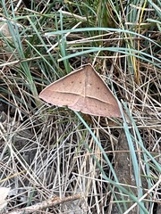 Epidesmia hypenaria
