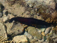 Holothuria leucospilota
