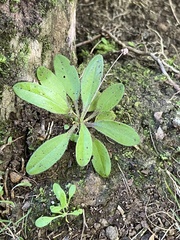 Plantago raoulii