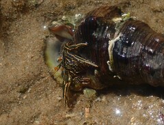 Clibanarius taeniatus