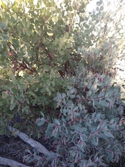 Arctostaphylos glandulosa