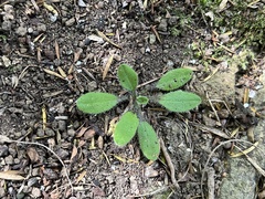 Plantago raoulii